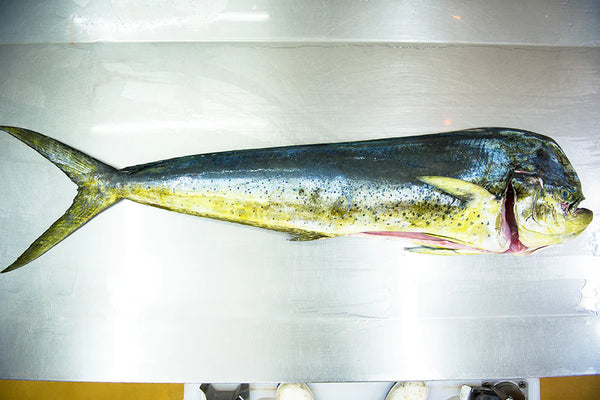 Picture of a whole Mahi Mahi fish that Four Star Seafood sources for fresh seafood home delivery