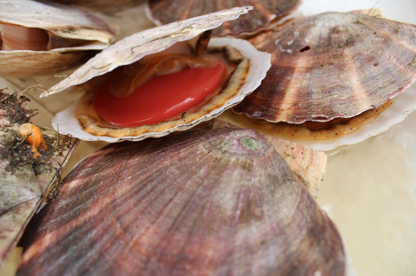 The Ultimate Guide to Live Scallops and Shellfish: Pink Singing Scallops and More