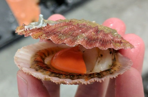 Holding a fresh live pink singing sea scallop