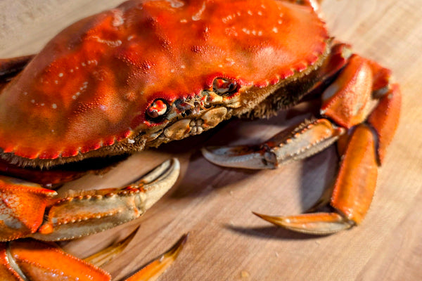 sf dungeness crab Cooked Dungeness Crab – Four Star Seafood and Provisions