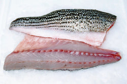 true striped bass fillet four star seafood