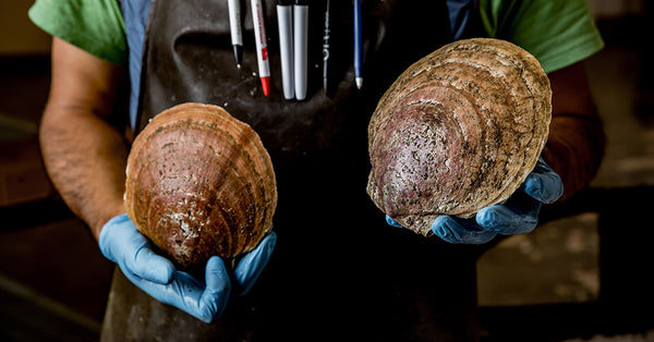 live sea scallops held by gloved hands