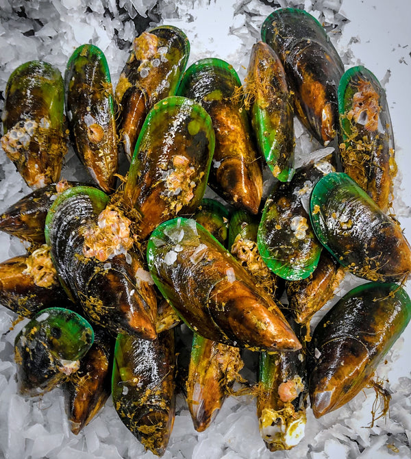 Fresh New Zealand Greenlip Mussels on ice for Bay Area home delivery