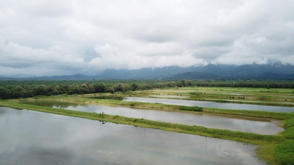 Costa Rica waters where sustainable laughing bird organic shrimp are ethically raised