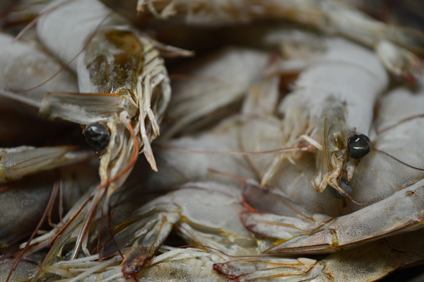 The Benefits of Cooking with Flash-Frozen Seafood at Home: Fast Facts & Myths Clarified