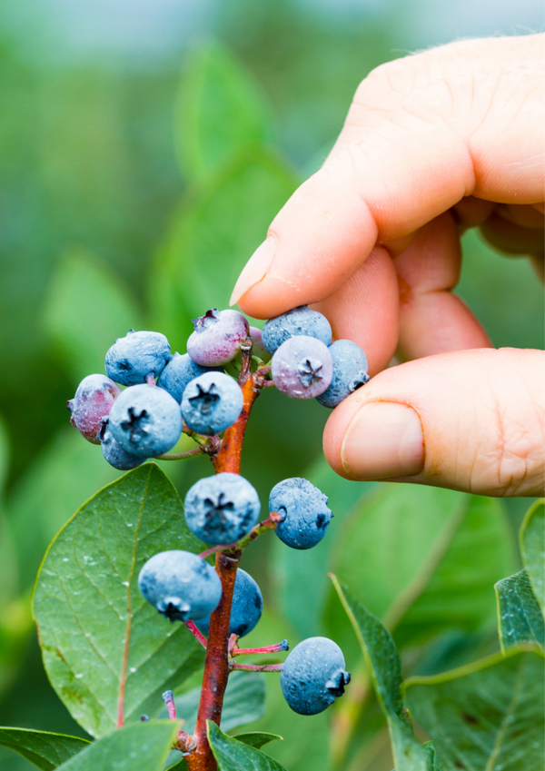 Discover the Best Organic Blueberries from Forbidden Fruit Orchards in Lompoc, CA: A Sustainable and Delicious Choice