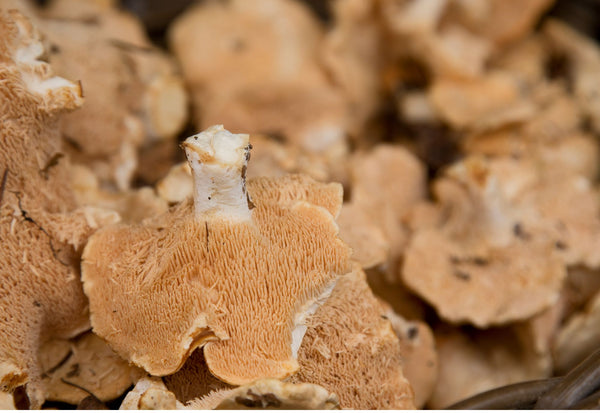 Elevate Your Cooking with Hedgehog Mushrooms