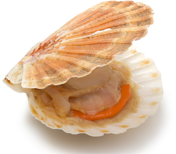 Fresh live pink singing sea scallops for home delivery