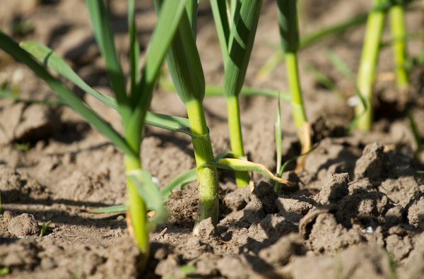 Fresh green garlic from the farm is a great roasting vegetable for spring