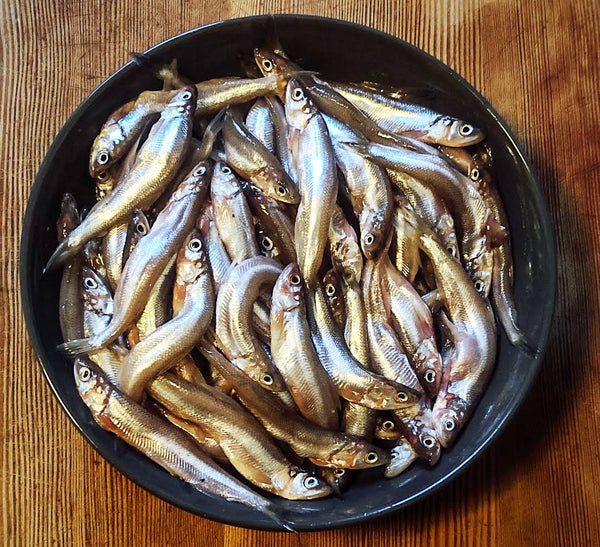 fresh night smelt in a bowl getting ready to be prepared at home