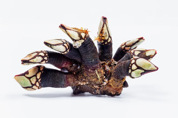 Unveiling the Culinary Delight of Pacific Gooseneck Barnacles