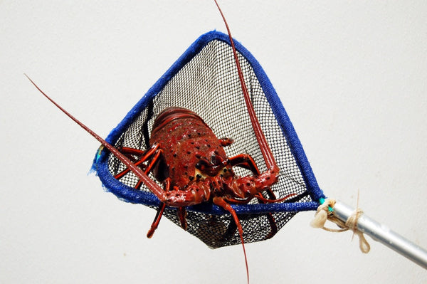 Spiny Lobster - SoCal 1 lbs+