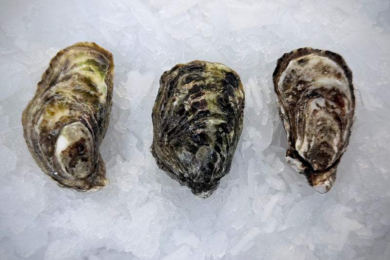 Sea Cup Oysters - 3 Dozen