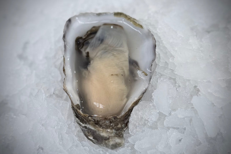 Sea Cup Oysters - 3 Dozen