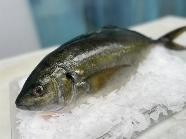 Shima Aji (JP) ~3.5lb