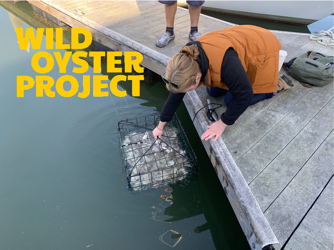 Oyster Shell Recycling (New Program)