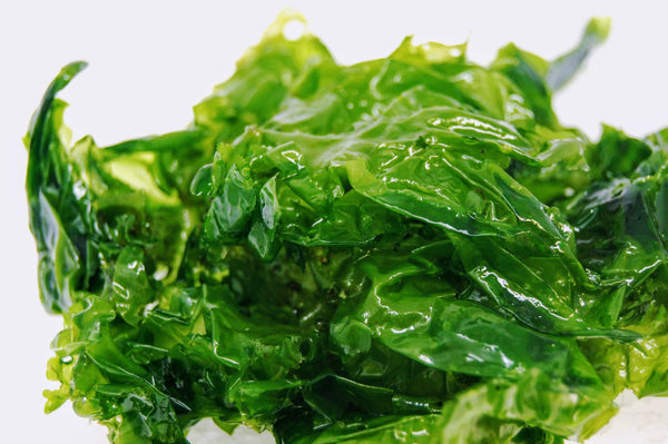 Sea Lettuce (Hawaiian) - 1/2 lb