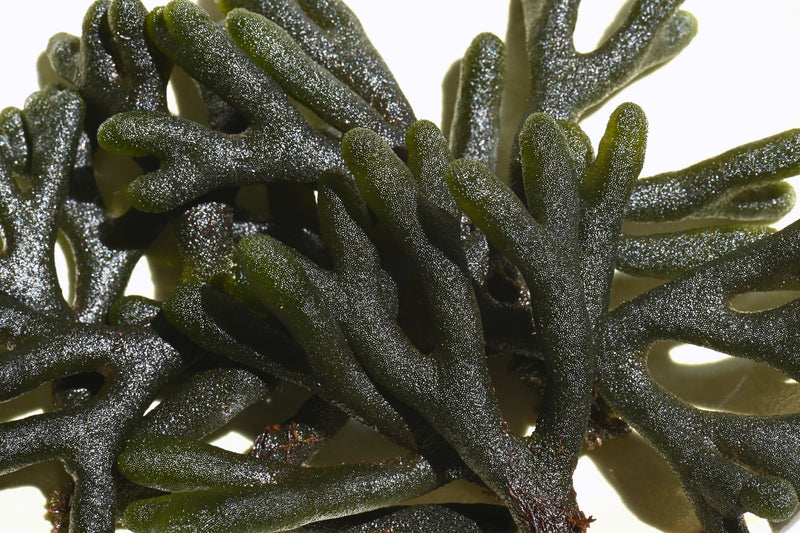 four star velvet horn green sparkly seaweed