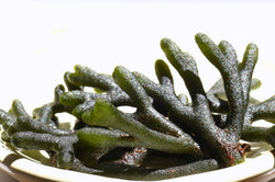 green translucent seaweed on a plate