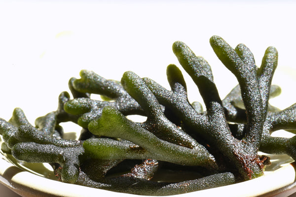 green translucent seaweed on a plate