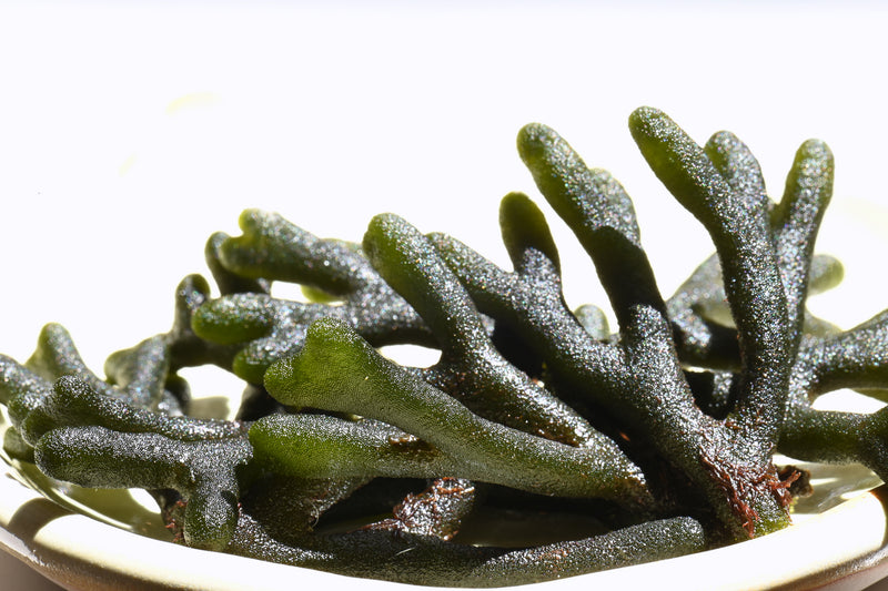 green translucent seaweed on a plate