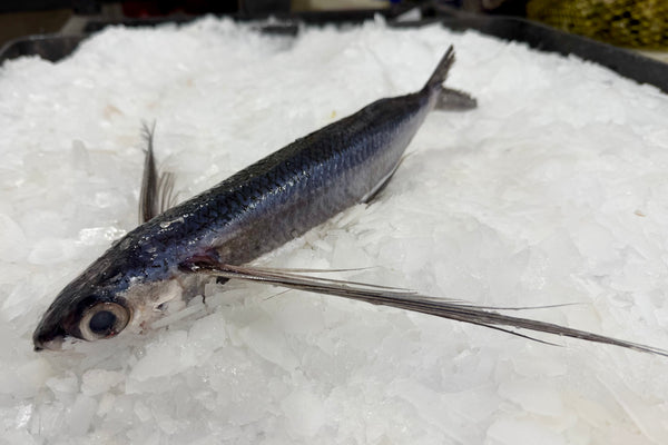 Flying Fish - 1 ea