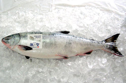Japanese Chum Salmon Fillet (6oz)-2ea