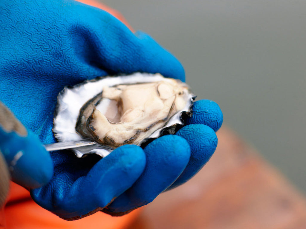 Pacific Gold Reserve Oysters - 12pc – Four Star Seafood and Provisions