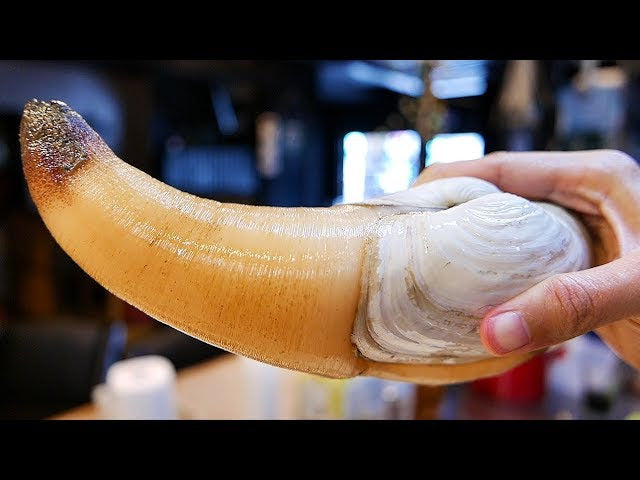 Geoduck Duck Clam (Live - WA) ~2lb