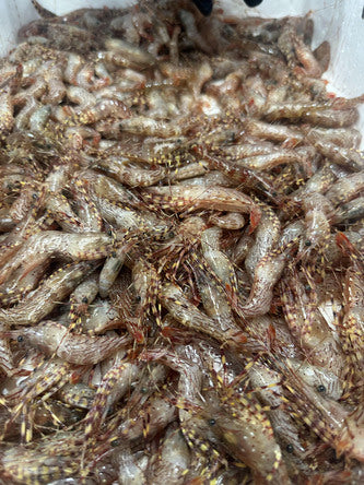 Rose Striped Shrimp - 1lb