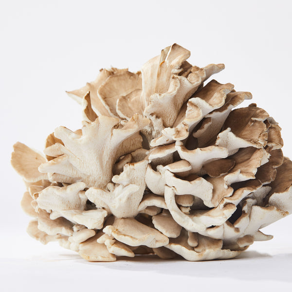 Maitake Mushroom Capsules