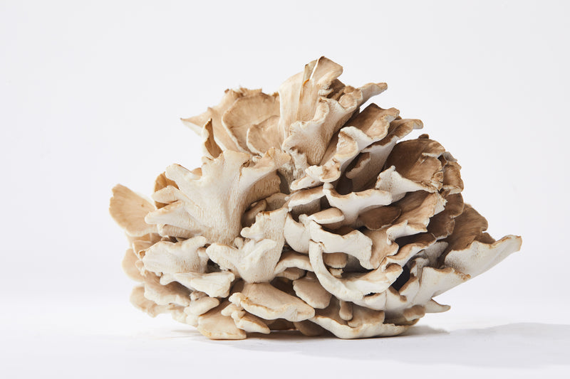 Maitake Mushroom - 8oz