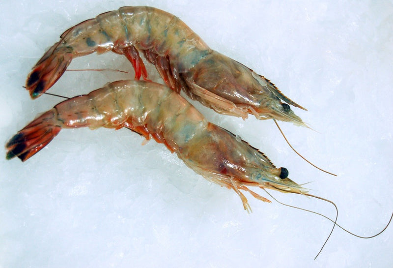 head on gulf shrimp on ice