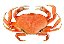 cooked dungeness crab