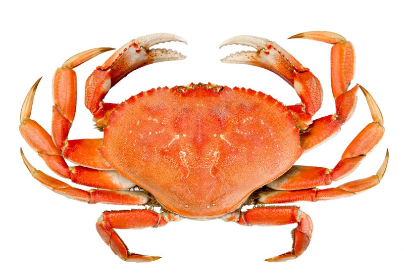cooked dungeness crab