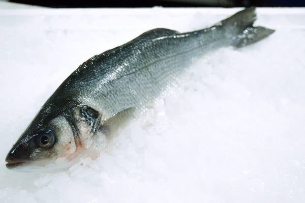 whole branzino on ice