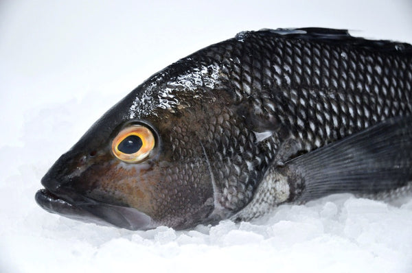 pristine whole black sea bass on ice