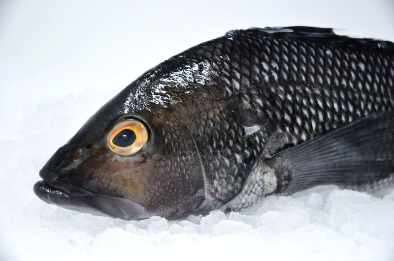 black sea bass massachusetts on ice