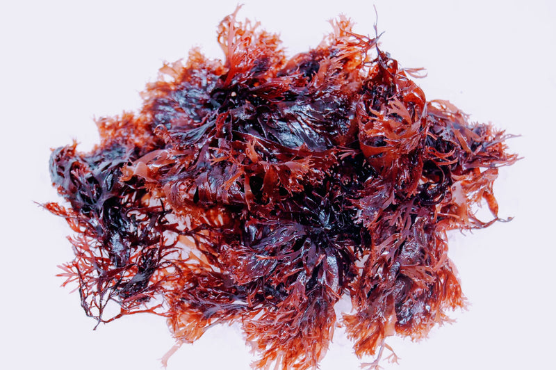 Fresh Dulse Monterey Bay Seaweeds