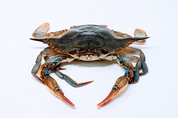 Soft Shell Crabs (Jumbo) - 2pc