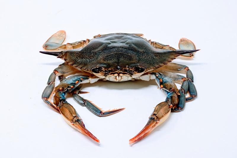 Soft Shell Crabs (Jumbo) - 2pc