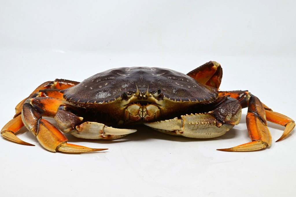 Live Dungeness Crab – Four Star Seafood and Provisions