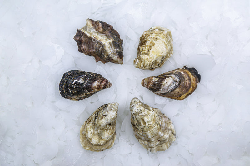 kusshi oysters on ice