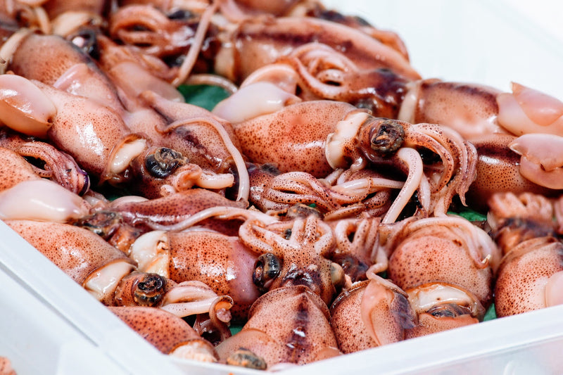 Firefly Squid (JP) - 300g
