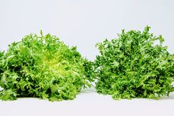 Frisée bunches