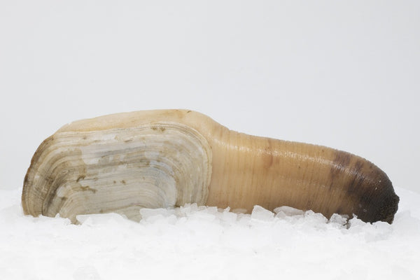 geoduck clam on ice