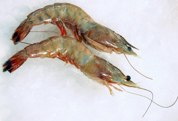Gulf Shrimp U10 - Head On on ice