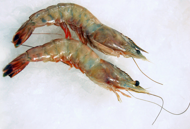 Gulf Shrimp U10 - Head On on ice