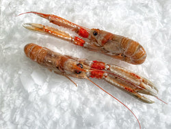 LANGOUSTINE ON ICE