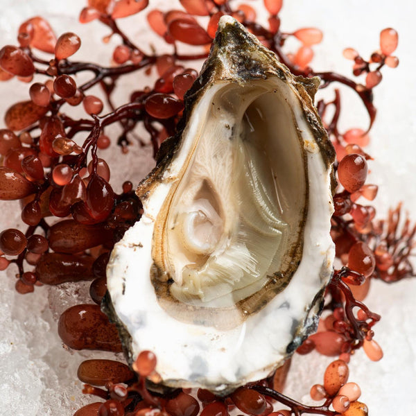 Kusshi Oysters - 12ea